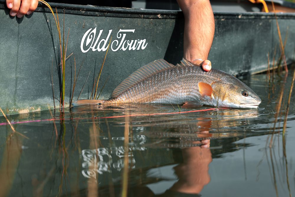 The Ultimate Guide to Charleston Fly Fishing (Updated Jul 2024) AnyCreek