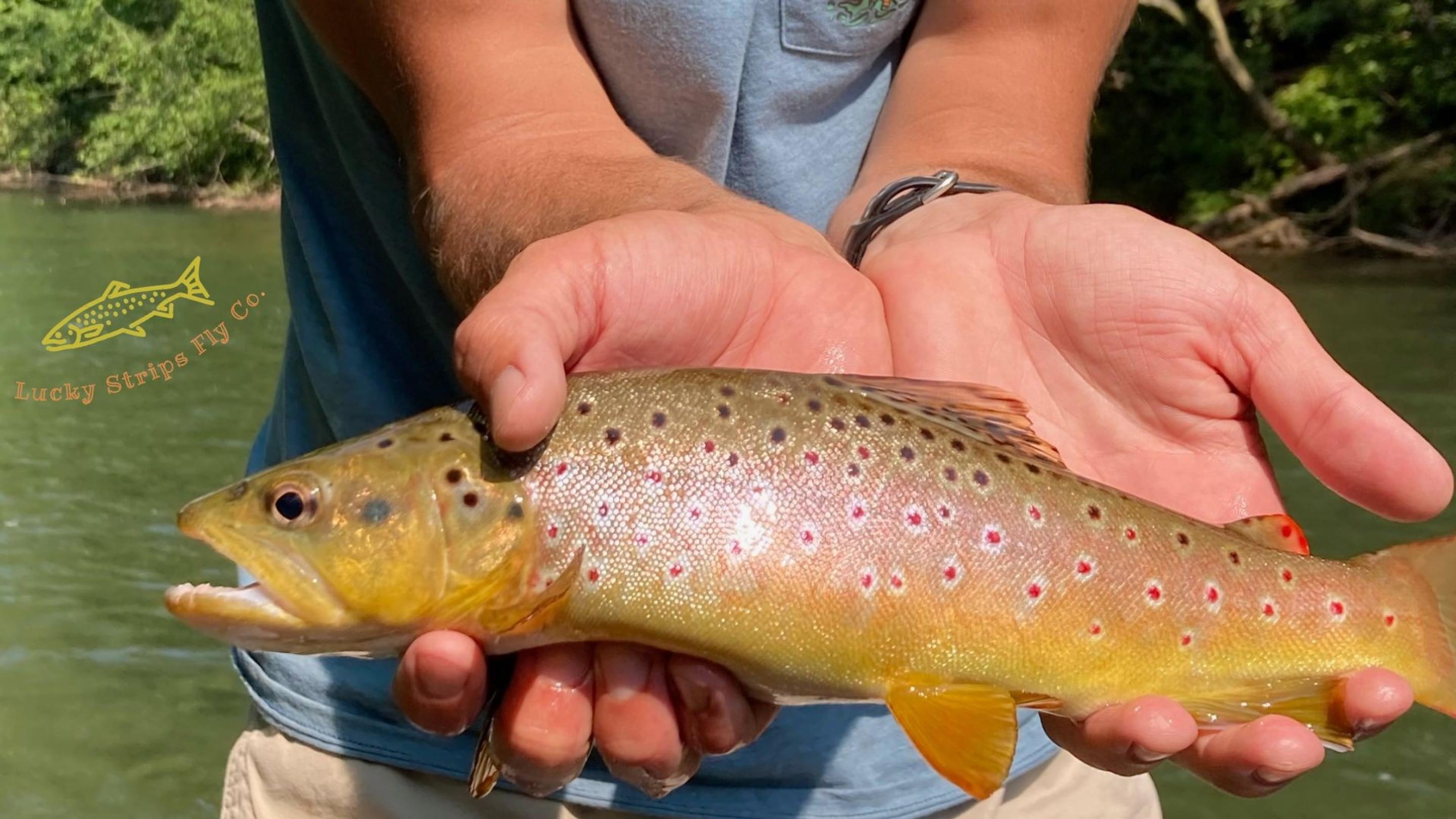 Featured banner image