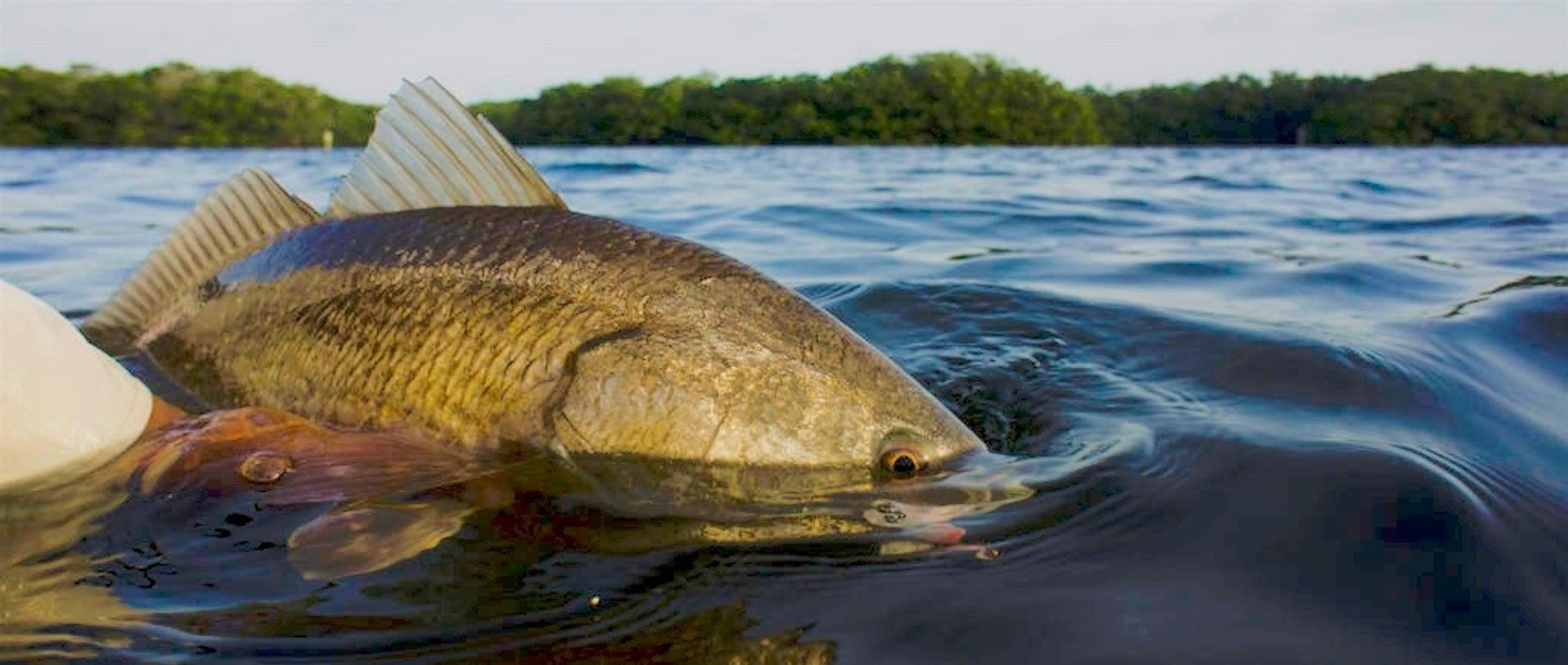 Featured banner image