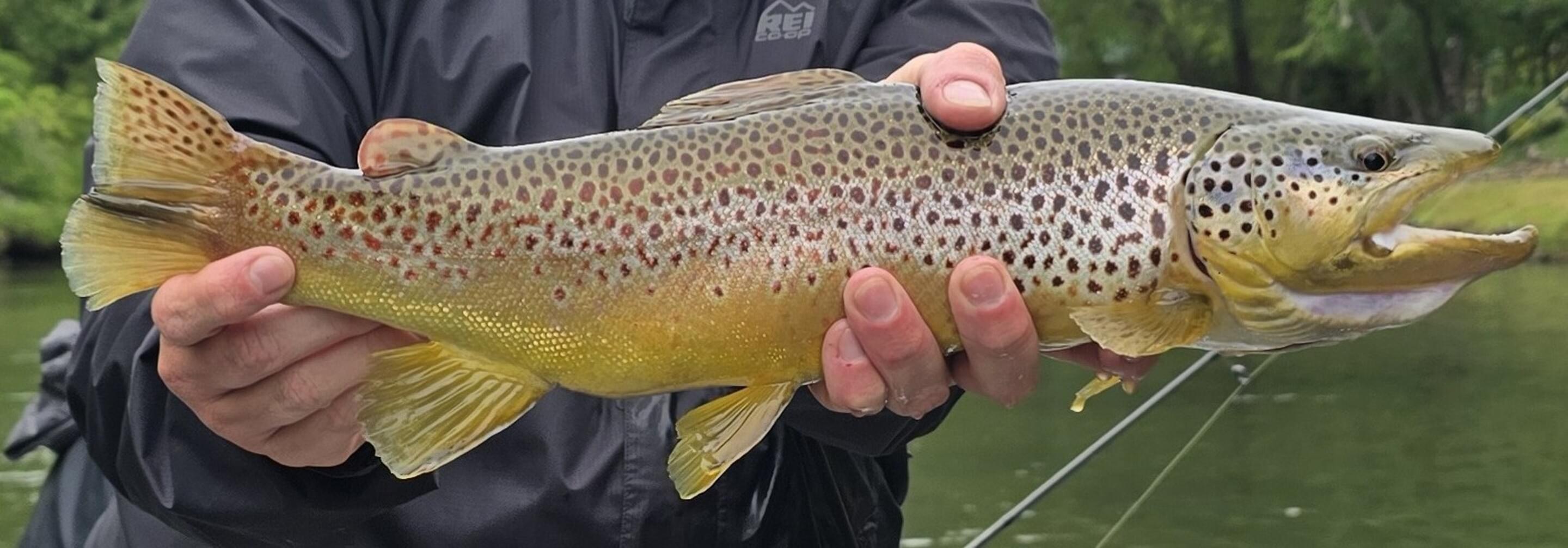 Featured banner image